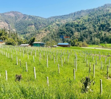 त्रिवेणीको बैराबाङमा ड्रागन फ्रुटको व्यवसायिक खेती